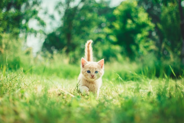 茶色い子猫が公園を歩いている画像
