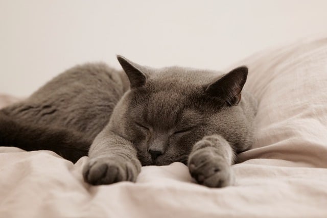 猫がベッドで寝ている画像