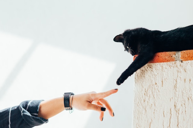 猫の手と人の手が触れ合っている画像