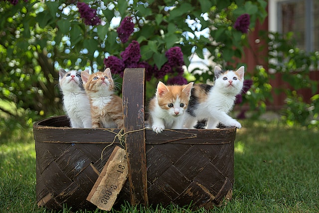 子猫4匹がカゴに入っている画像